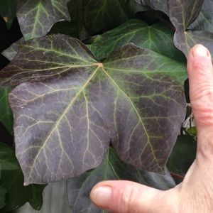 3 pc Beautiful English Ivy live rooted 6’ garland